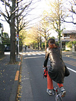 イチョウ並木を行く